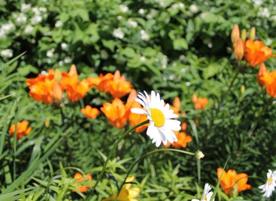 Flores de jardim em tons de laranja, simbolizando serenidade na escolha entre cremação e sepultamento